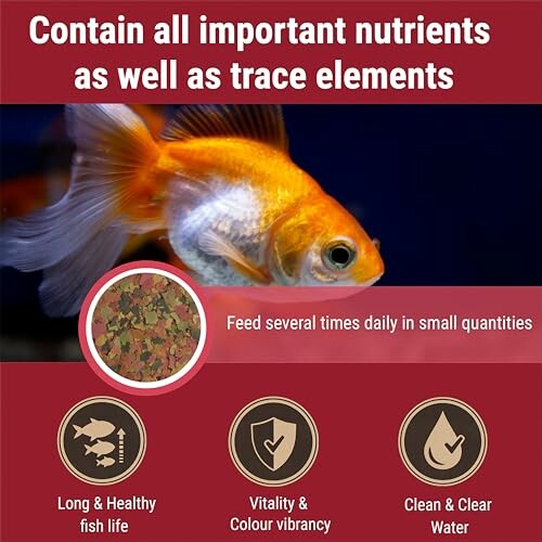 Goldfish with benefits of fish food including nutrients, vitality, and clean water.