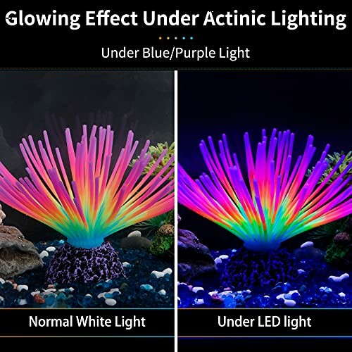 Comparison of glowing effect under normal white light and LED light with actinic lighting, showing vibrant colors.