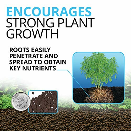 Image showing strong plant growth with roots penetrating soil.