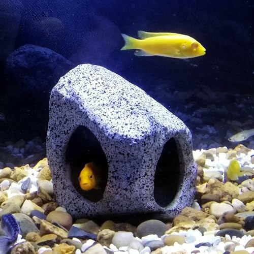 Yellow fish swimming near a rock in an aquarium.